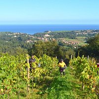 Panorámica vendimia finca Herbazoso. Bodegas Miradorio de Ruiloba
