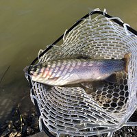 長池のニジマス