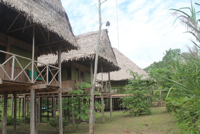 Árboles sogas muy misteriosas - Picture of Iguana Lodge & Camp, Santo  Toribio - Tripadvisor