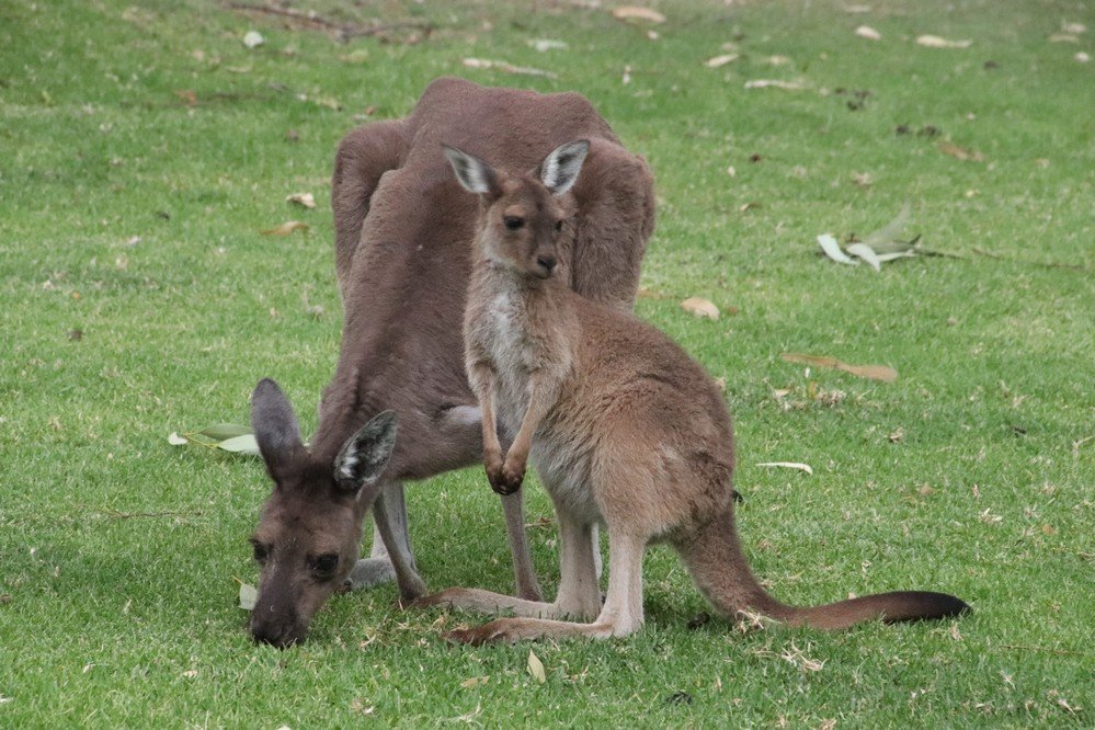 are dogs allowed at pinnaroo memorial park