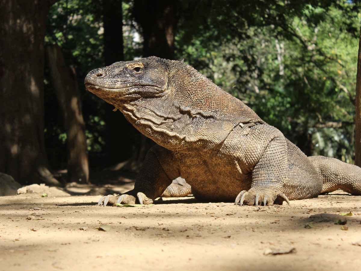 Komodo Country Tours - All You Need to Know BEFORE You Go (2024)