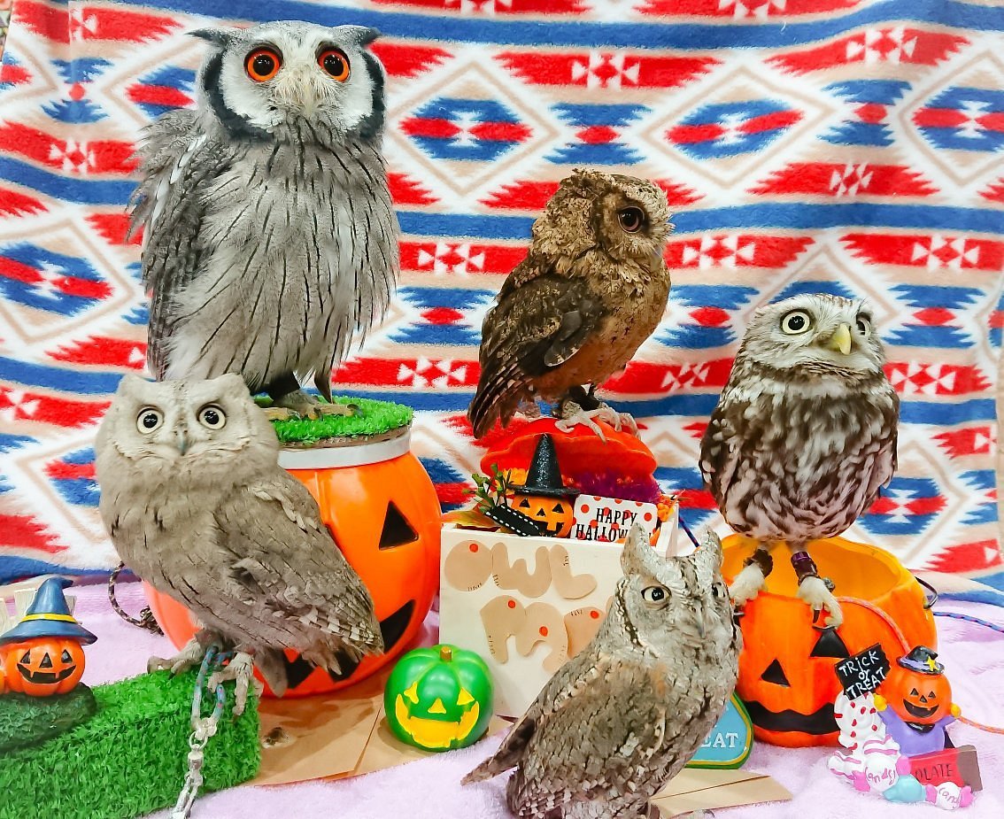 Owlpark Owl Cafe Ikebukuro tokyo, Тосима: лучшие советы перед посещением -  Tripadvisor