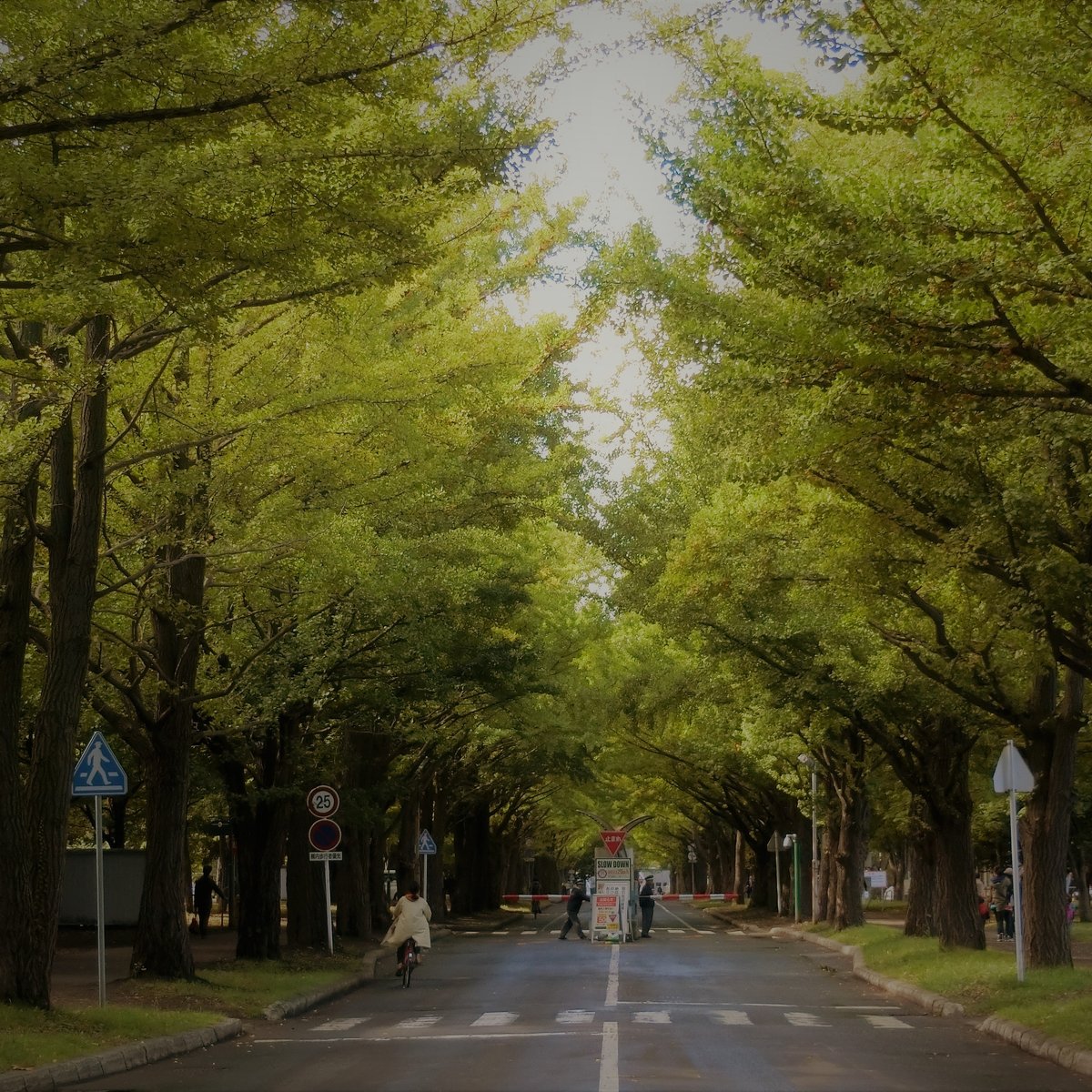 Hokkaido University Gingko Trees - All You Need to Know BEFORE You Go ...