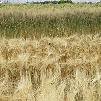 different grains