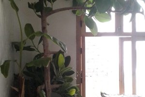 Room & Suite
