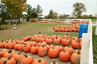 Photo of the Week: Apples at Plymouth Cider Mill - Lireo Designs