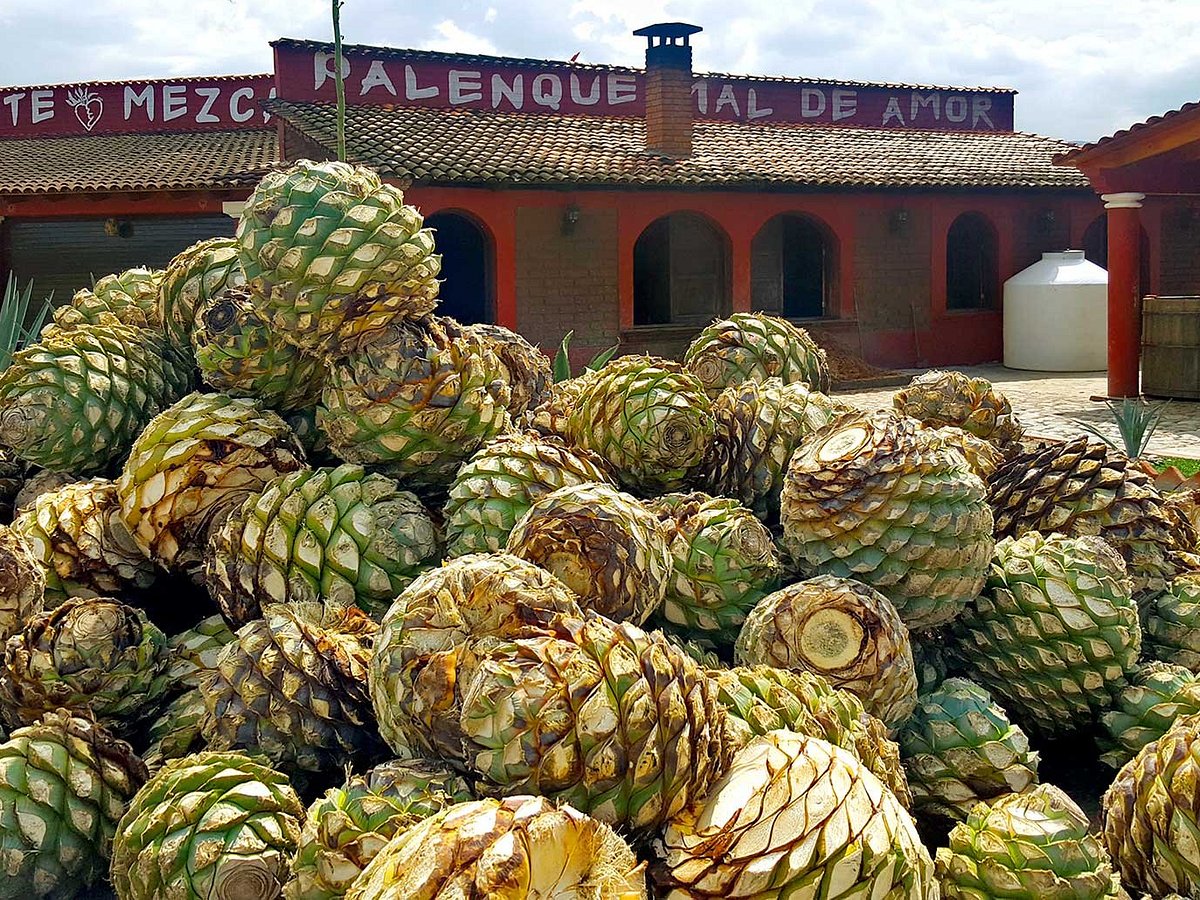 https://dynamic-media-cdn.tripadvisor.com/media/photo-o/15/07/f0/37/pinas-de-agave-tour-del.jpg?w=1200&h=900&s=1