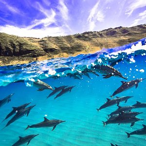オアフ島のイルカと泳げる オアフ島の 10 件のイルカと泳げるをチェックする トリップアドバイザー オアフ島のイルカと泳げる オアフ島の 10 件のイルカと泳げるをチェックする トリップアドバイザー