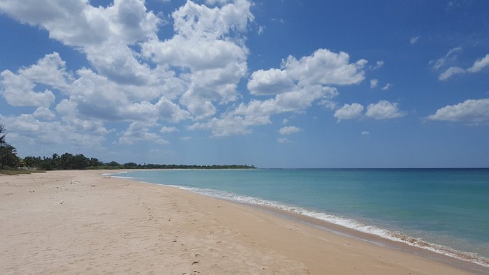 Олень шри ланки 5. Тринкомали Шри Ланка. Тринкомали Шри Ланка пляжи. Тринкомали Шри Ланка олени. Тринкомали Уппувели пляж.