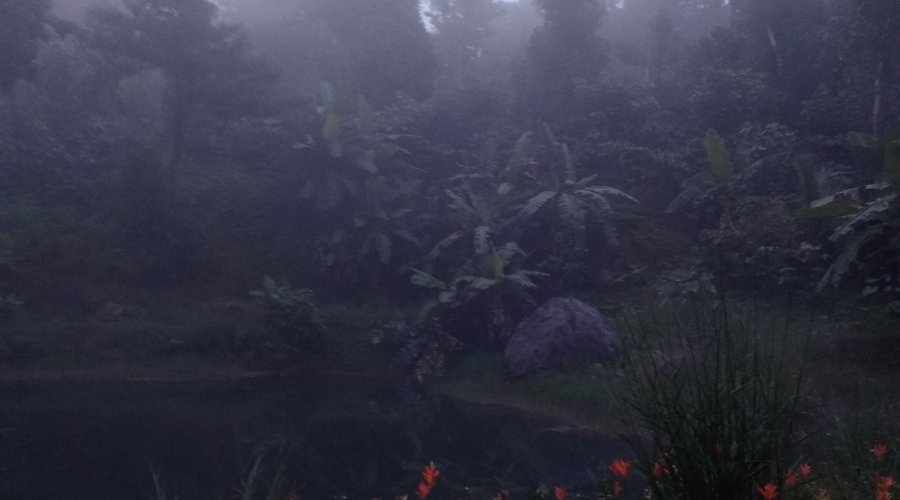 Misty view of Yedamakky estate pond