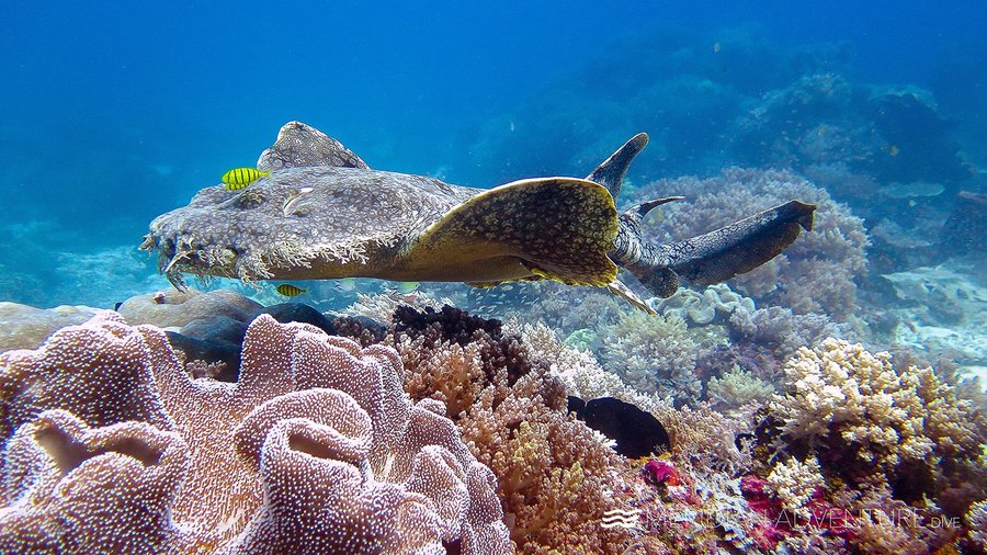 Scuba Dive Raja Ampat with over 288 dive sites 