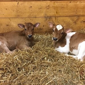 baby calves