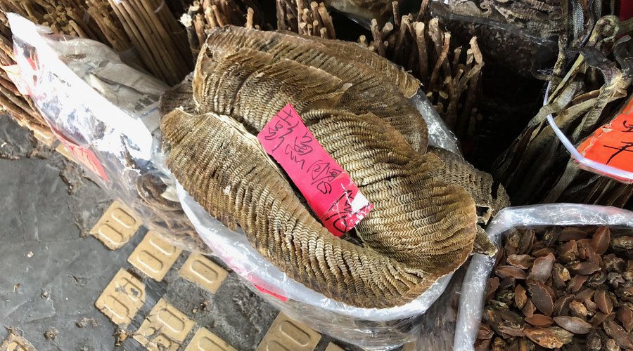 魚の鰓らしい。