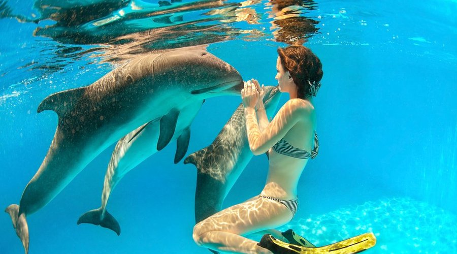 Swim with the dolphins