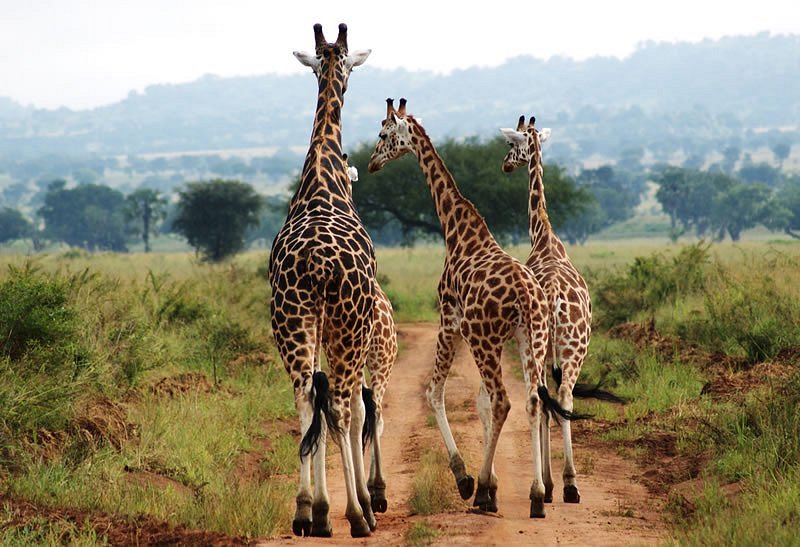 Kidepo Valley National Park image