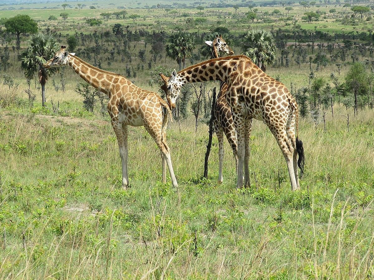 Inspire African Safaris (Entebbe) - 2023 Alles Wat U Moet Weten Voordat Je Gaat - Tripadvisor