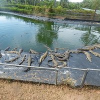 Lots of crocs