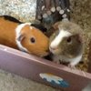Guineabuddy