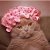 Lily M