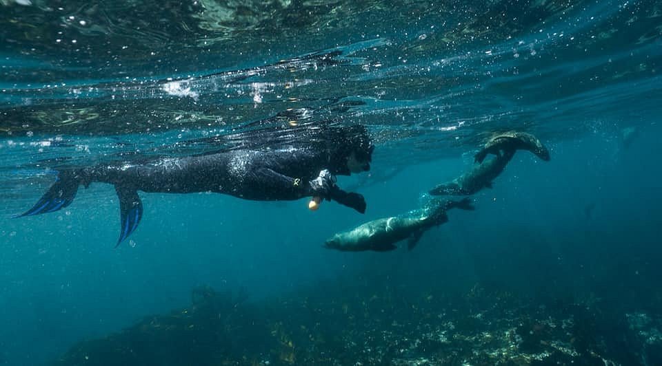 ANIMAL OCEAN SEAL SNORKELING (Hout Bay) - All You Need to Know BEFORE You Go