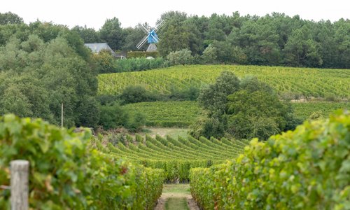 Bourgueil, France 2023: Best Places To Visit - Tripadvisor