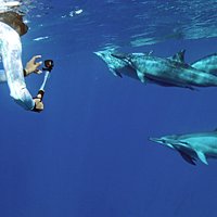 Dolphin swim tours tend to sell out. Book yours today!