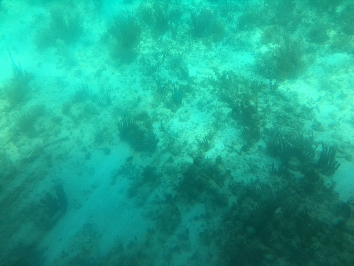 punta nizuc snorkeling