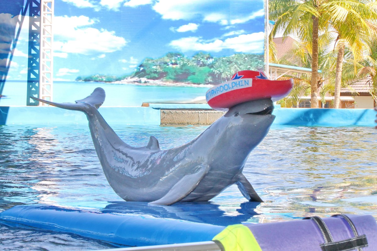 Pattaya Dolphin World, Паттайя: лучшие советы перед посещением - Tripadvisor