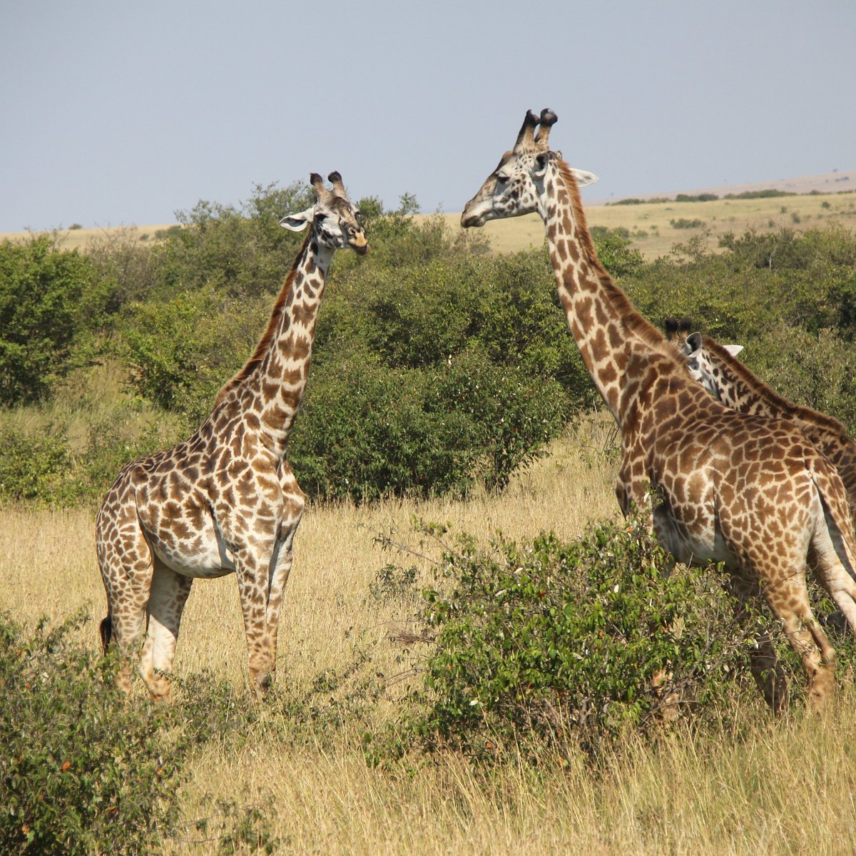 Olare Orok Conservancy, Национальный парк Масаи-Мара: лучшие советы перед  посещением - Tripadvisor