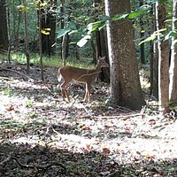 Deer feeding on Bull Run Mountain