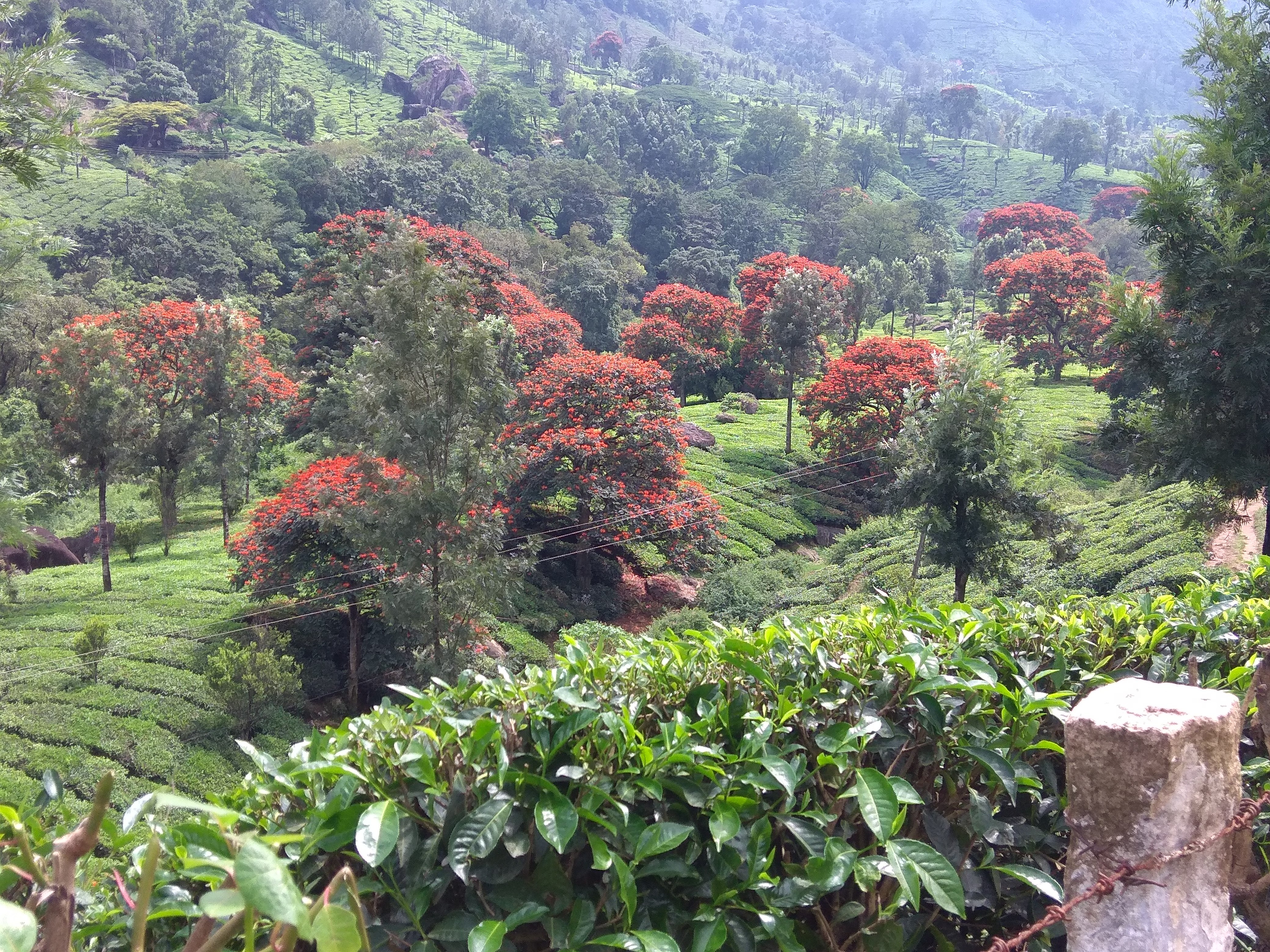 At Marayoor. On the way back from Coimbatore. | George Kutty | Flickr