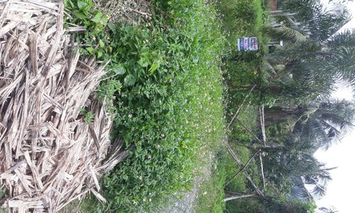 Medicinal plants