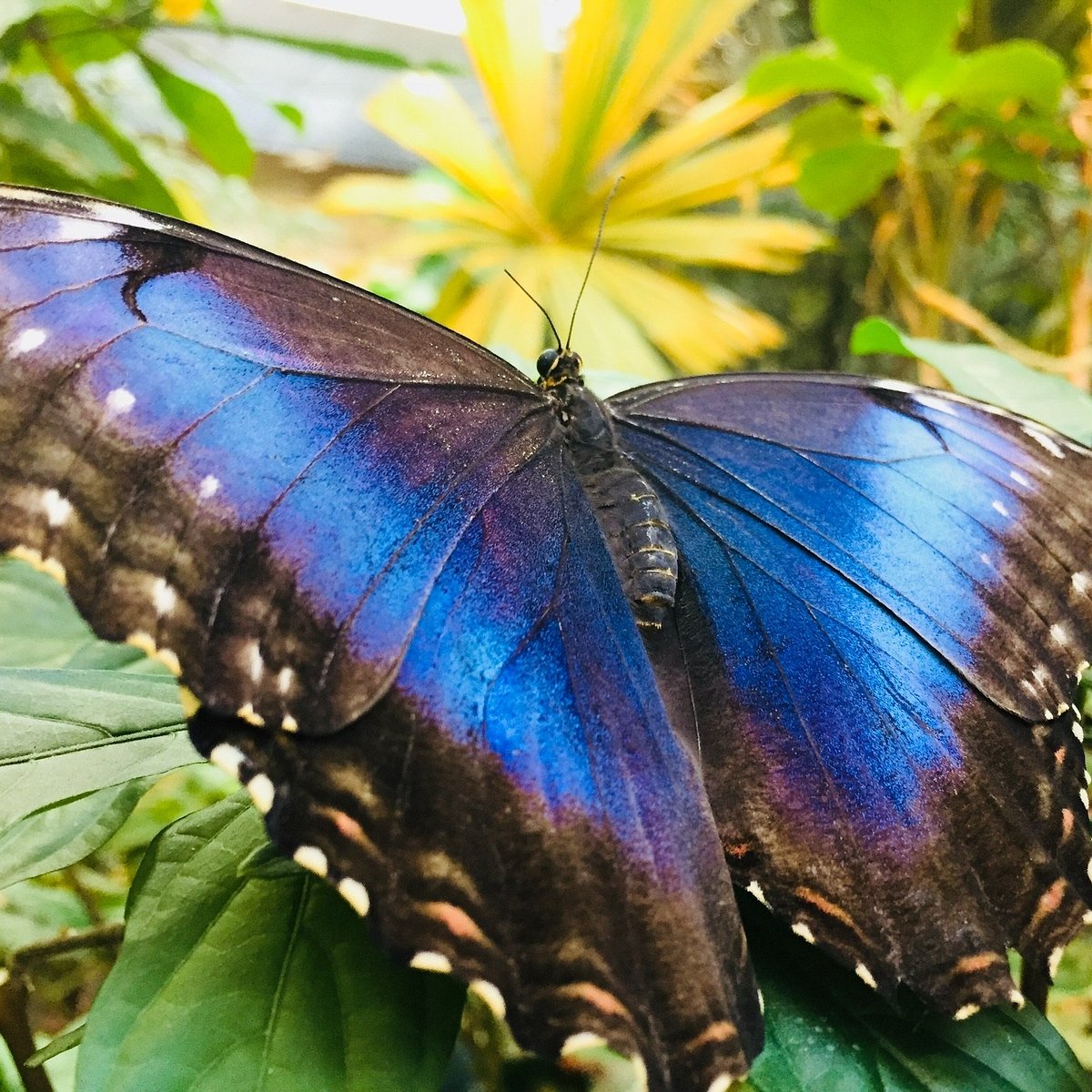 Blue Morpho Butterfly · Tennessee Aquarium