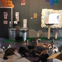 Organic Cat Cafe & Listening Lounge - All You Need to Know BEFORE You ...