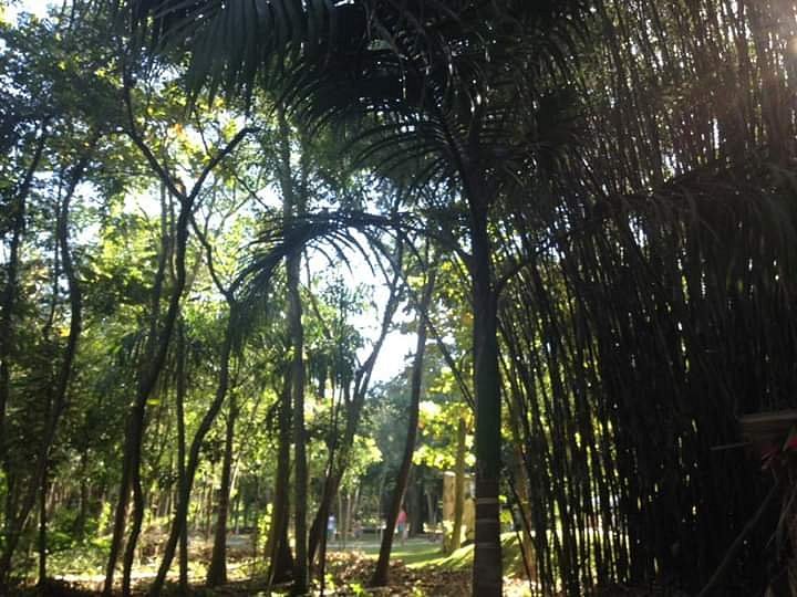 Manoel Cartucho Forest image