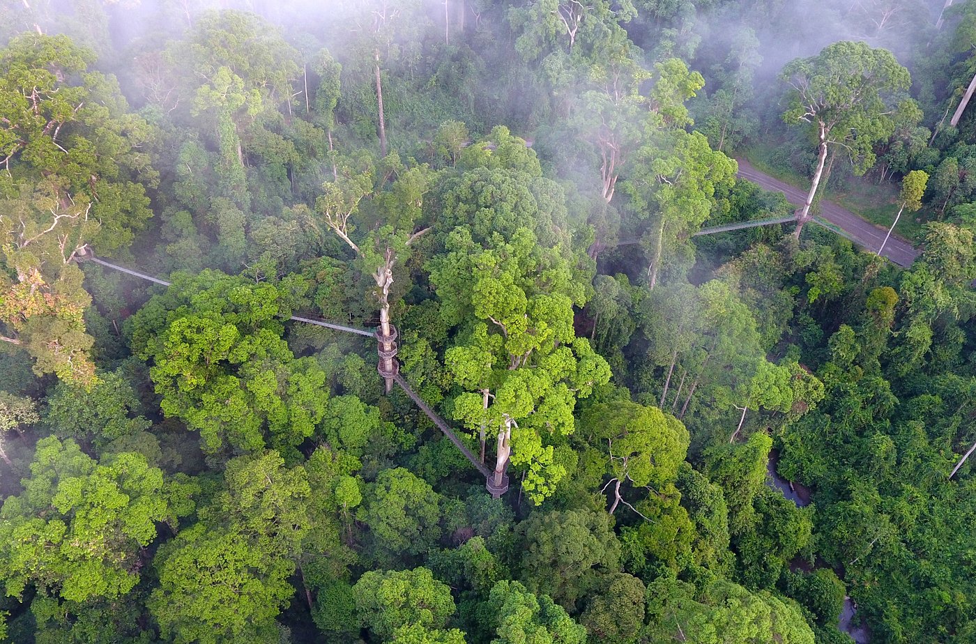 婆罗洲热带雨林 库存照片. 图片 包括有 秋天, 小溪, 河道, 密林, 小河, 热带, 横向, 植被, 森林 - 94216898