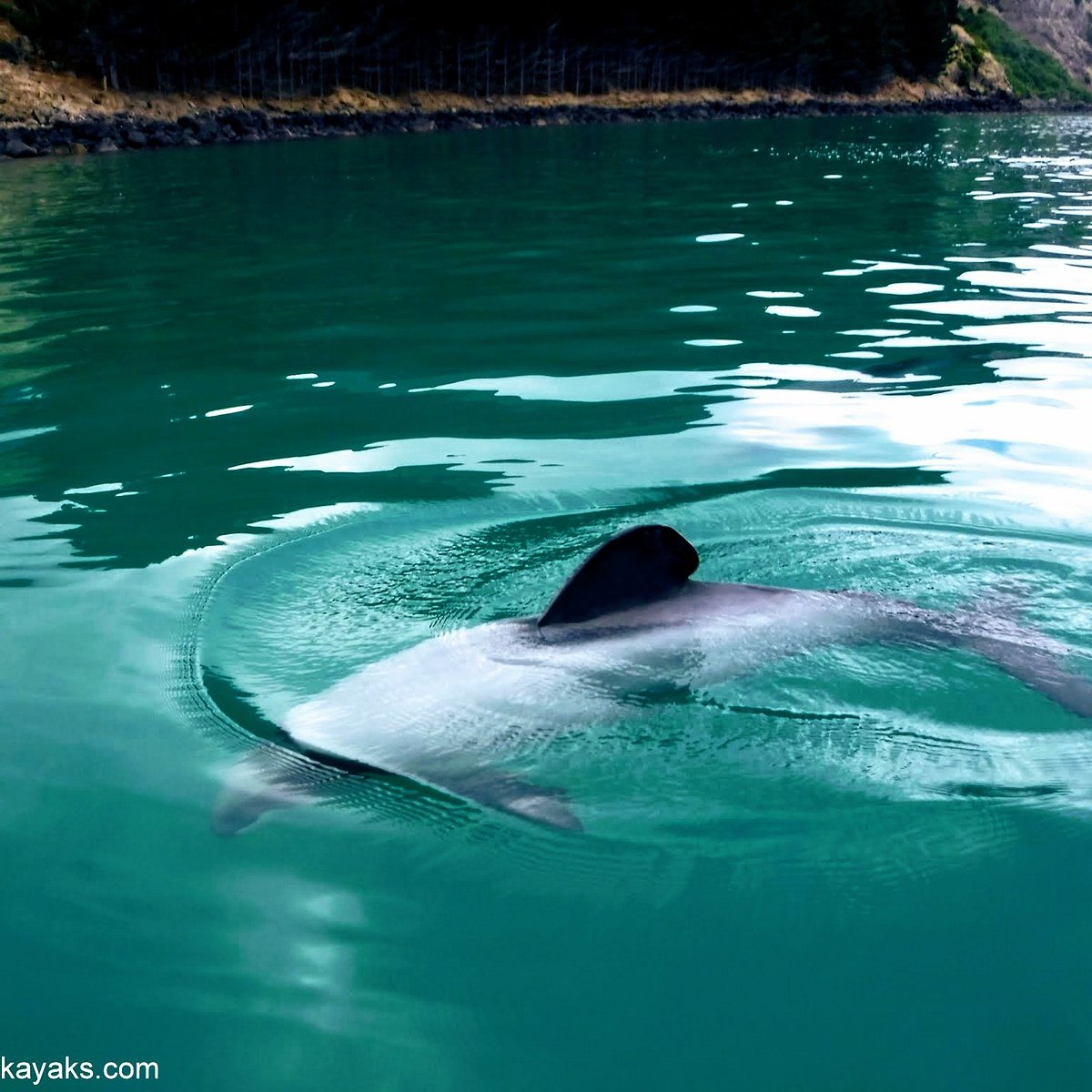 Akaroa Guided Kayak Safari All You Need To Know Before You Go 