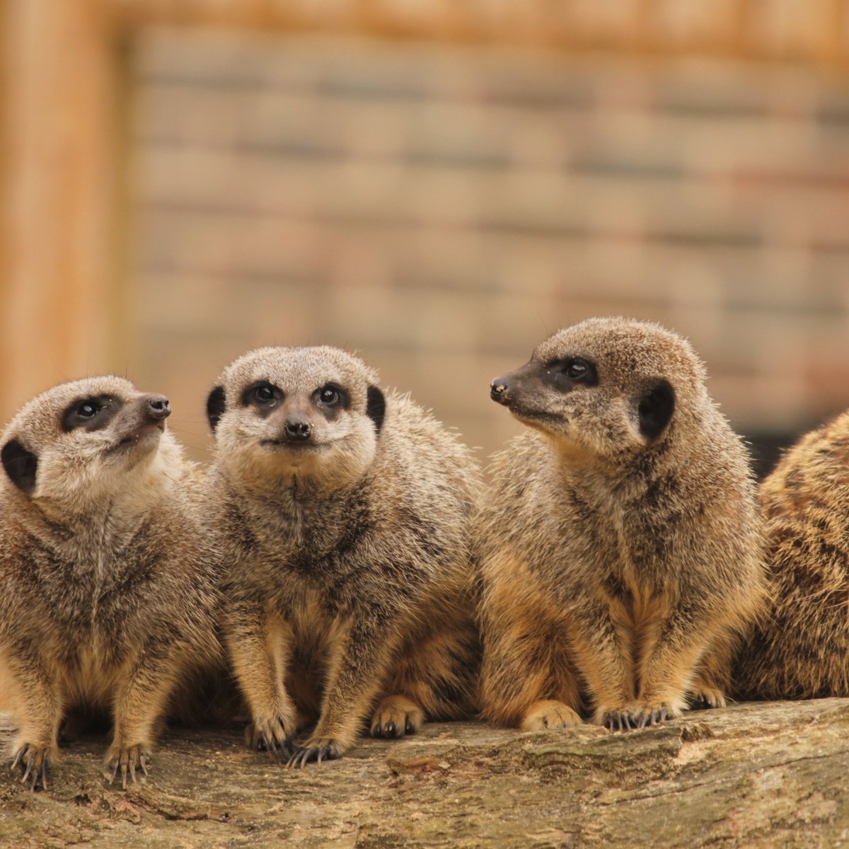 BCA Zoo, Мейденхед: лучшие советы перед посещением - Tripadvisor