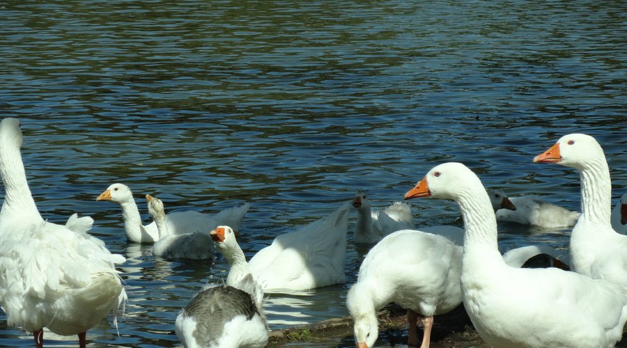 Patos <3
