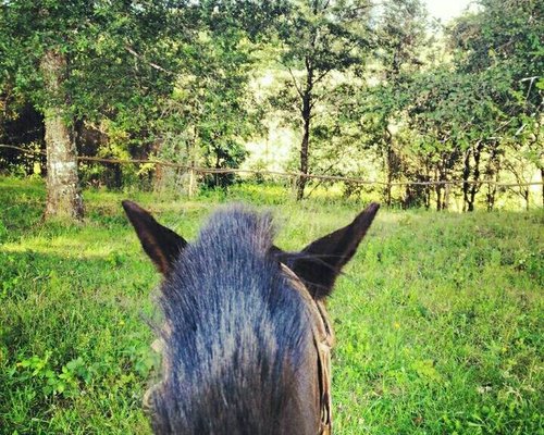 MEJORES Tours a caballo en Valdivia (Actualizado 2023) - Tripadvisor