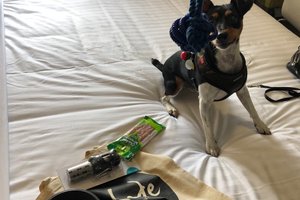 Traveller
