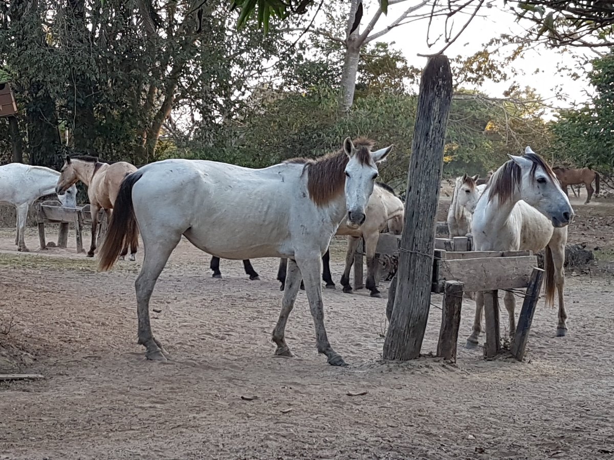 Pouso Alegre Lodge Restaurant: Pictures & Reviews - Tripadvisor