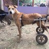 Animal Aid Unlimited (Udaipur) - All You Need to Know BEFORE You Go