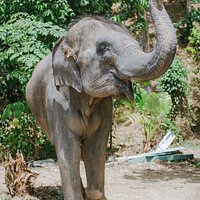 Elephant Care Park Phuket
