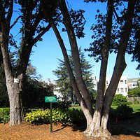 At the heart of Pacific Heights