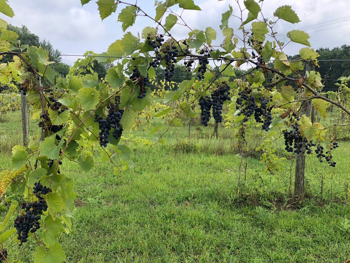 Seven Lakes Vineyard and Winery, Fenton MI