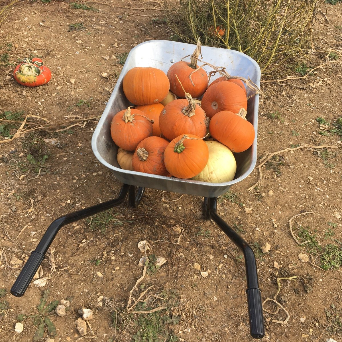 PUMPKIN PICKING PATCH (2025) All You Need to Know BEFORE You Go (with Photos)