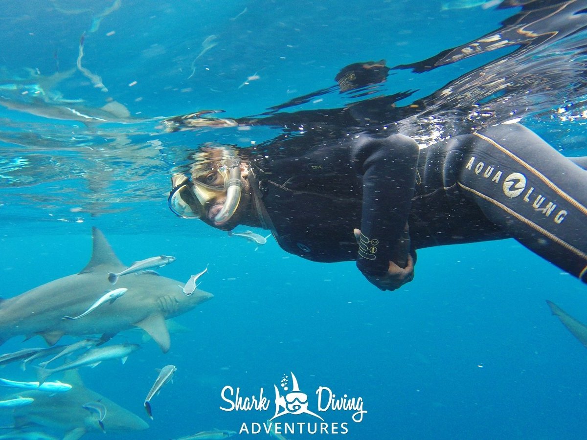 Shark Diving Adventures, Дурбан: лучшие советы перед посещением -  Tripadvisor