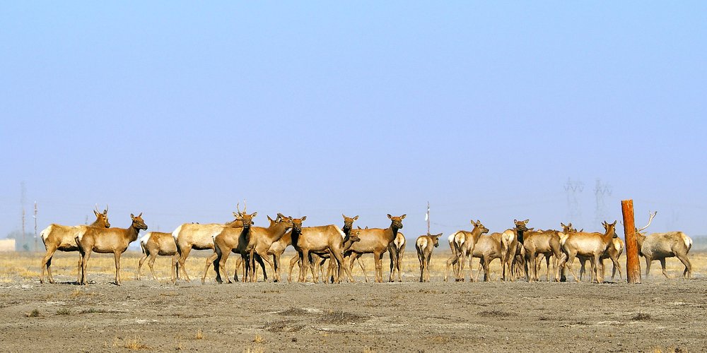Herd Of Tule Elk Cows ?w=1000&h=500&s=1