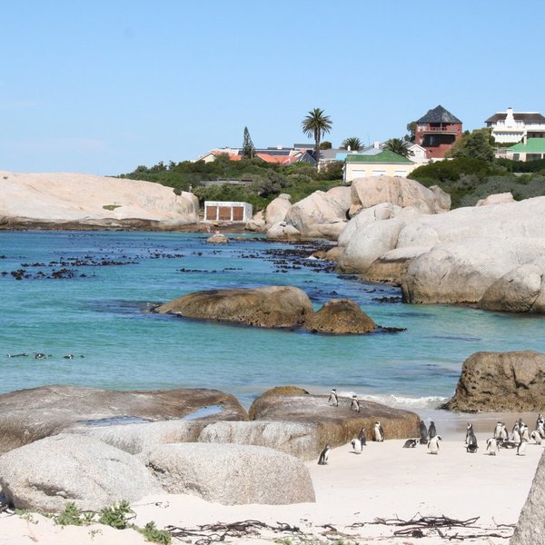 Boulders Beach Penguin Colony (Simon's Town) - All You Need to Know ...